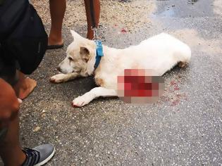 Φωτογραφία για Συγκίνηση για το σκυλάκι που μαχαίρωσαν. Οργισμένο πλήθος έξω από το σπίτι του δράστη