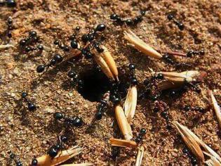 Φωτογραφία για Το μυρμήγκι περιμένει να γίνη το σιτάρι, και η κενοδοξία να συναχθή ο πνευματικός πλούτος...