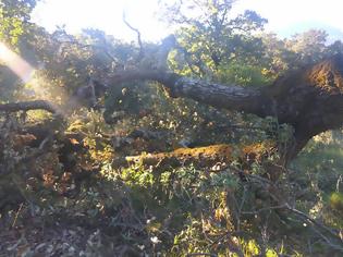 Φωτογραφία για Λαθροϋλοτόμοι συνεχίζουν να κόβουν αιωνόβιες δρύες(βελανιδιές) από το δάσος του Ξηρομέρου!