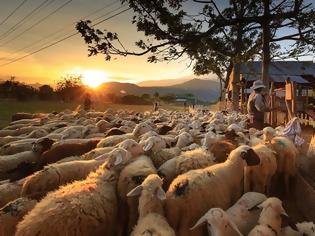 Φωτογραφία για Πωλούνται πρόβατα παλιάς ράτσας στο Θέρμο