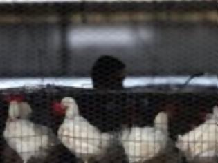 Φωτογραφία για Δανία θανατώνει 25.000 κοτόπουλα - Κρούσματα γρίπης των πτηνών σε αγρόκτημα