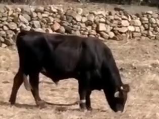 Φωτογραφία για Εικόνες ντροπής με «παστουρωμένο» ταύρο σε κτήμα της Μυκόνου