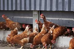Ολλανδία: Θανατώθηκαν 190.000 πουλερικά λόγω της γρίπης των πτηνών