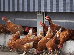 Φωτογραφία για Ολλανδία: Θανατώθηκαν 190.000 πουλερικά λόγω της γρίπης των πτηνών