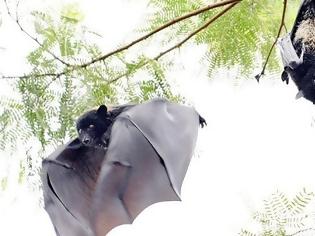 Φωτογραφία για Μια ανακάλυψη που ενισχύει το σενάριο ότι ο κοροναϊός προέρχεται από τις νυχτερίδες