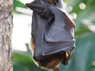 Φωτογραφία για Ιοί συγγενικοί του SARS-Cov2 βρέθηκαν σε νυχτερίδες που φυλάσσονταν σε εργαστήρια Ιαπωνίας και Καμπότζης