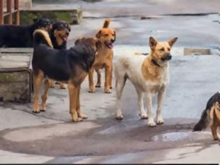 Φωτογραφία για Σοκ στην Εύβοια: Σκυλιά κατασπάραξαν 60χρονη