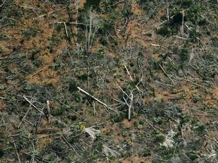 Φωτογραφία για Η αποψίλωση του Αμαζονίου έφτασε το 2020 στο υψηλότερο επίπεδό της εδώ και 12 χρόνια