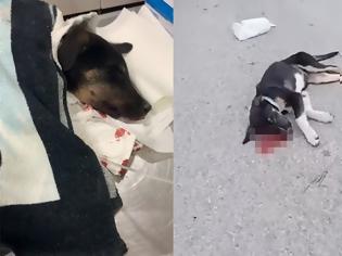 Φωτογραφία για Κτήνος σκοτώνει αδέσποτα σκυλάκια στην Ψάθα Βιλίων