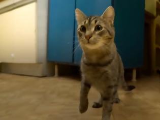Φωτογραφία για Γάλλος δισεκατομμυριούχος έδωσε την περιουσία του στις 50 γάτες του μουσείου Ερμιτάζ