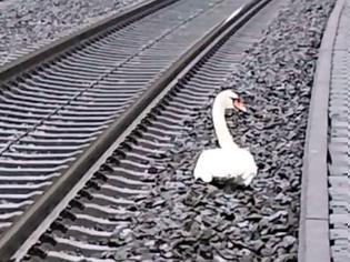 Φωτογραφία για Κύκνος που θρηνούσε το ταίρι του στις ράγες «καθήλωσε» πάνω από 20 τρένα στη Γερμανία