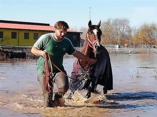 Φωτογραφία για Σέρρες: Πρώην βουλευτής διασώζει άλογα που κινδύνευαν με πνιγμό