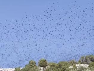 Φωτογραφία για Σμήνος από ψαροπούλια «σκέπασε» τον Κορινθιακό - βίντεο