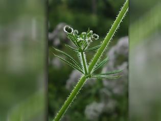 Φωτογραφία για Γάλιο ή απαρίνη – το φιλάνθρωπο φυτό του Διοσκουρίδη