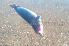 Φθιώτιδα: Νεκρή μεσογειακή φώκια ξεβράστηκε σε παραλία