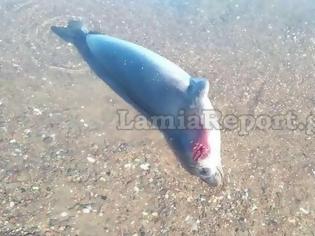 Φωτογραφία για Φθιώτιδα: Νεκρή μεσογειακή φώκια ξεβράστηκε σε παραλία