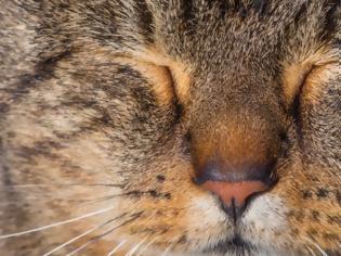 Φωτογραφία για Αυτό που ανοιγοκλεινει τα ματια αργά σημαίνει στις γάτες, σύμφωνα με την επιστήμη