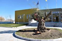 Με τη συμβολή της ΕΡΓΟΣΕ υπεραιωνόβιες ελιές από την Πελοπόννησο «μετακόμισαν» στην Καβάλα.