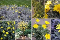 ΚΗΠΟΥΡΙΚΗ: Χειμωνιάτικη Μαργαρίτα (Euryops pectinatus)