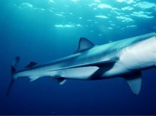 Φωτογραφία για Καρχαρίες και σαλάχια εκπέμπουν SOS