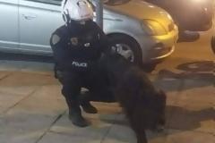 Αστυνομικοί «συνέλαβαν» ...αγριογούρουνο που βόλταρε στην Τούμπα