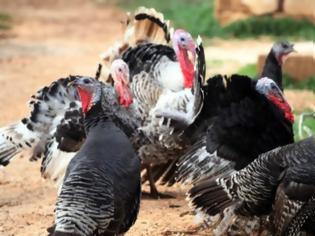 Φωτογραφία για Γερμανία: Προς σφαγή 14.000 γαλοπούλες - Εμφανίστηκε γρίπη των πτηνών