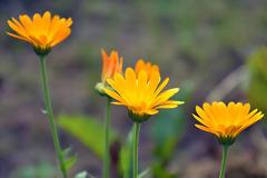 Οι ιδιότητες της καλέντουλας – Calendula officinalis