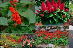 ΚΗΠΟΥΡΙΚΗ: Σάλβια salvia officinalis