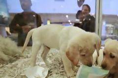 Τέλος στην πώληση κατοικίδιων από pet shop