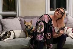 Επέστρεψαν τα δυο γαλλικά μπουλντόγκ της Lady Gaga - Τα παρέδωσαν στην αστυνομία