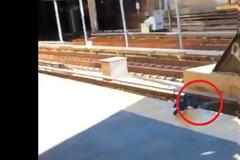 Φτερωτή μαφία: Περιστέρια-νταήδες σπρώχνουν περιστεράκι στις γραμμές του τρένου - Βίντεο.