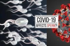 Έρευνα: Ο κορονοϊός SARS-CoV-2 δεν ανιχνεύεται στο ανθρώπινο σπέρμα
