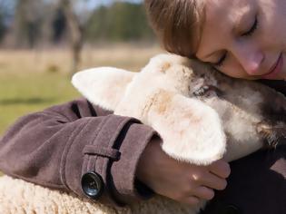 Φωτογραφία για Γερμανία: Αισθάνεστε μοναξιά λόγω πανδημίας; «Αγκαλιάστε ένα πρόβατο»