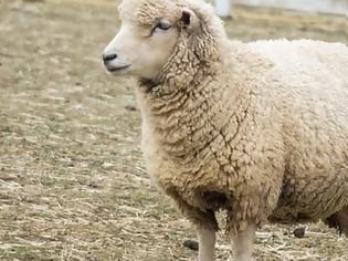Φωτογραφία για «Αγκαλιάστε ένα πρόβατο» : Η πρόταση φάρμας σε όσους αισθάνονται μοναξιά λόγω πανδημίας