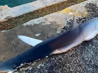 Φωτογραφία για Καρχαρίας στο λιμάνι του Ηρακλείου!