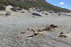 Σκελετό τριών μέτρων ξέβρασε η θάλασσα στην Τριόπετρα