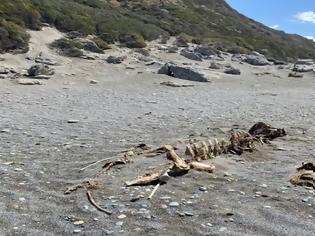 Φωτογραφία για Σκελετό τριών μέτρων ξέβρασε η θάλασσα στην Τριόπετρα