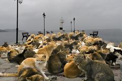 Απίστευτες εικόνες σε Αστακό και Βόνιτσα, εκατοντάδες γάτες στις παραλίες.