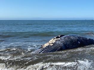 Φωτογραφία για ΗΠΑ: Τέσσερις γκρίζες φάλαινες ξεβράστηκαν νεκρές σε παραλίες του Kόλπου του Σαν Φρανσίσκο