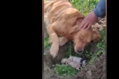 Συγκινητικό: Σκυλάκι έθαψε τα μικρά του που πέθαναν και δεν έφευγε από δίπλα τους (Video)