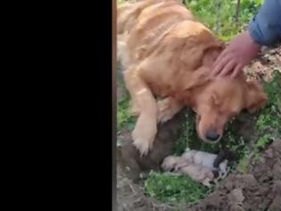 Φωτογραφία για Συγκινητικό: Σκυλάκι έθαψε τα μικρά του που πέθαναν και δεν έφευγε από δίπλα τους (Video)
