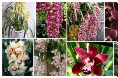 ΚΗΠΟΥΡΙΚΗ: Ορχιδέα Cymbidium