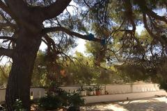 Κάτω από αυτό το δέντρο, ο Άγιος Νεκτάριος μιλούσε με τις αδελφές