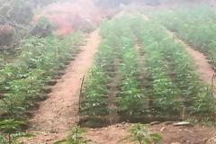 Ρέθυμνο: Μεγάλη φυτεία δενδρυλλίων κάνναβης εντοπίστηκε στον Μυλοπόταμο