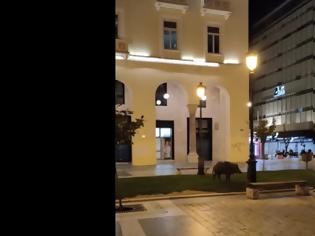 Φωτογραφία για Αγριογούρουνο κόβει βόλτες στο κέντρο της Θεσσαλονίκης (Video)