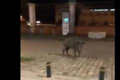 Καθηγητής ΑΠΘ για αγριογούρουνα στη Θεσσαλονίκη: Σοβαρό πρόβλημα - Μόνιμη λύση η θανάτωση