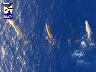Φωτογραφία για Ιόνιο: Μαγικές εικόνες με φάλαινες και δελφίνια (Video)