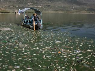 Φωτογραφία για Μυστήριο σε λίμνη του Λιβάνου: Τόνοι από νεκρά ψάρια ξεβράζονται στις όχθες της