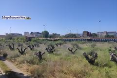 Τι προτίθεται να πράξει η ΓΑΙΑΟΣΕ προκειμένου να μη ξεραθούν τα ελαιόδεντρα στον παλιό σταθμο Θεσσαλονίκης;