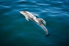 Β. Ελλάδα: Νεκρά βρέθηκαν δύο δελφίνια και μία θαλάσσια χελώνα, σε μία ημέρα